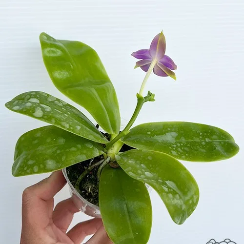 Phal. violacea var. indigo × sib 2.5" - Слика 5
