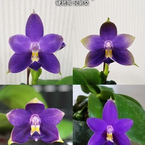 Phal. violacea var. indigo × sib 2.5"