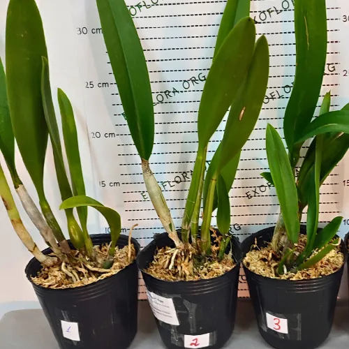 Mcv.(Smbc.) Frances Fox 3.5" - Слика 5