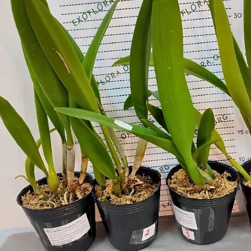 Mcv.(Smbc.) Frances Fox 3.5" - Слика 4