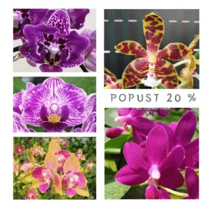 Pet retkih sorti falenopsisa sa popustom od 20%!