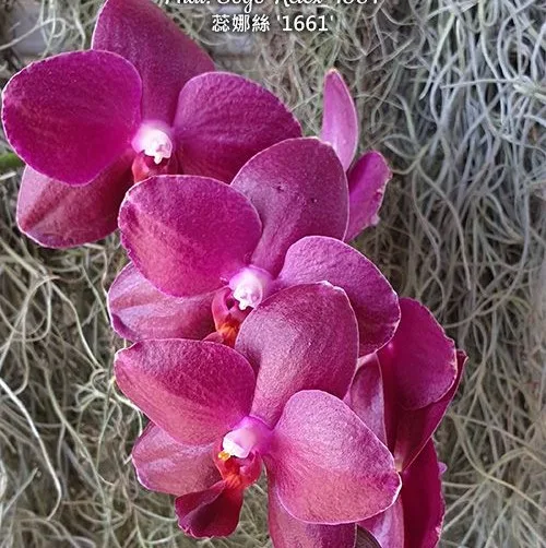 Phal. Sogo Relex '1661' aroma - Слика 3