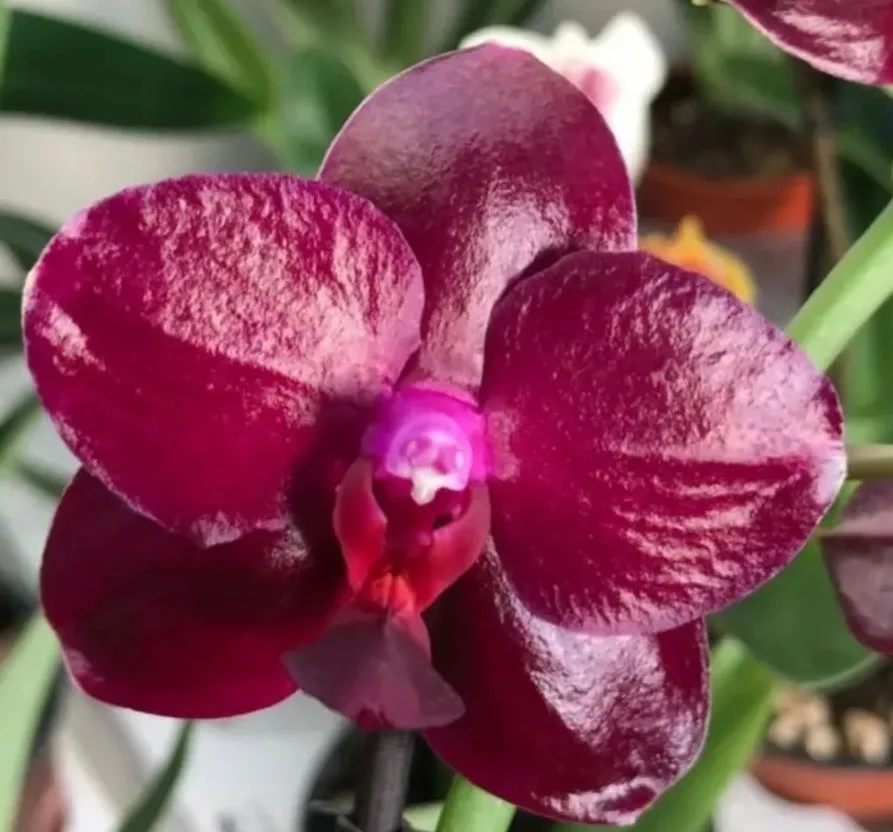 Phal. Sogo Relex '1661' aroma - Слика 2