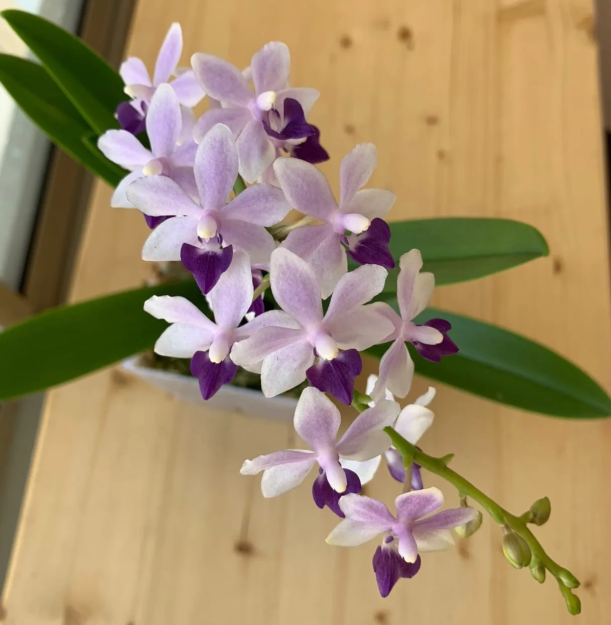 Phal. Tzu Chiang Sapphire <br>2.5" - Слика 3