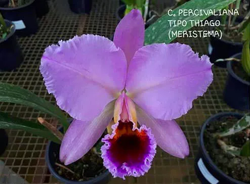 C. percivaliana tipo 'thiago' <br>3.0" - Слика 3