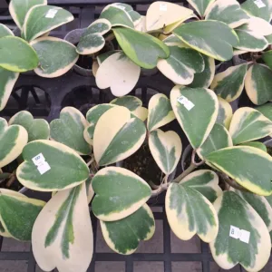 Hoya kerrii variegata 2.5"