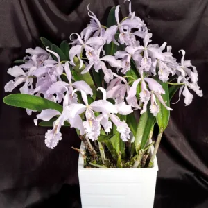 C. maxima var. coerulea × sib 2.5"