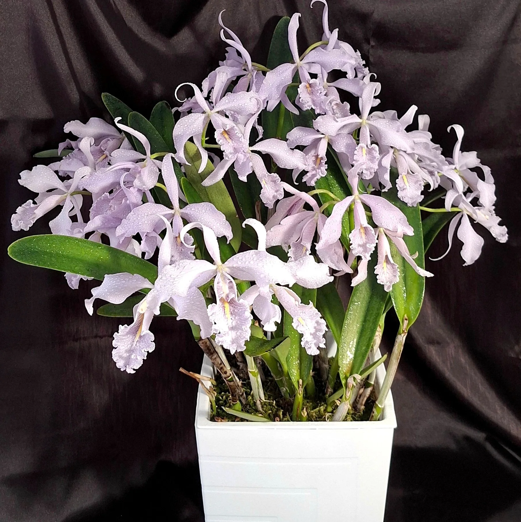 C. maxima var. coerulea × sib 2.5"