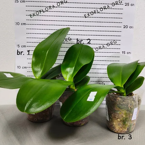 Phal. Sogo Relex '1661' aroma - Слика 5