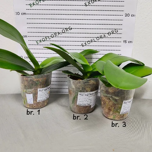 Phal. Sogo Relex '1661' aroma - Слика 6