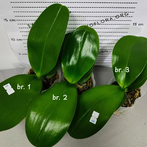 Phal. Sogo Relex '1661' aroma - Слика 7