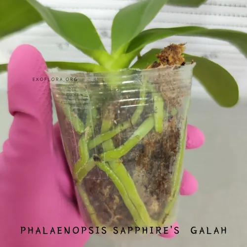 Pet retkih sorti falenopsisa sa popustom od 20%! - Слика 6