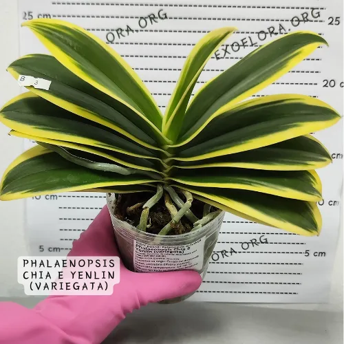 Pet retkih sorti falenopsisa sa popustom od 20%! - Слика 5