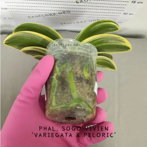 Pet retkih sorti falenopsisa sa popustom od 20%! - Слика 4