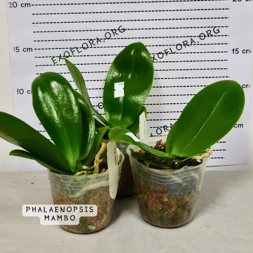 Pet retkih sorti falenopsisa sa popustom od 20%! - Слика 3