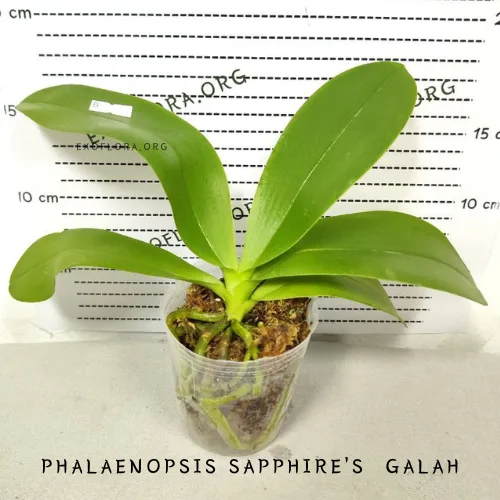 Pet retkih sorti falenopsisa sa popustom od 20%! - Слика 7