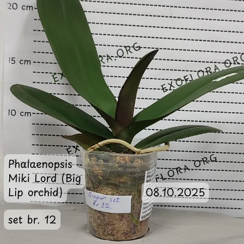 Super Set od 12 retkih falenopsisa - Слика 10