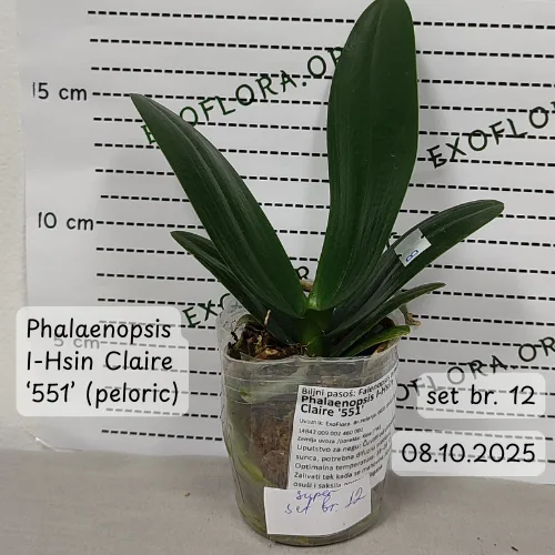 Super Set od 12 retkih falenopsisa - Слика 3