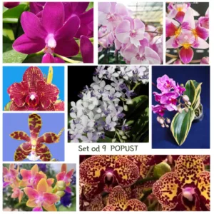 Super Set od retkih falenopsisa – 9 orhideja
