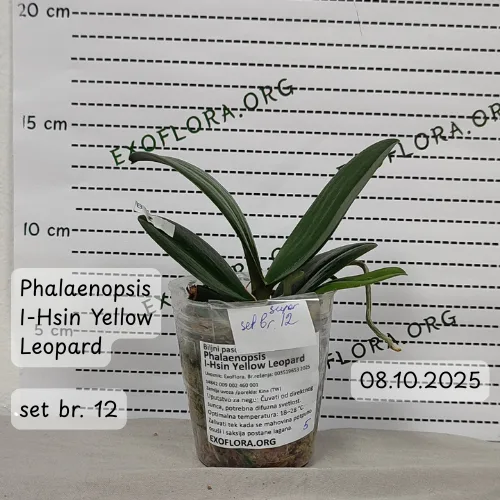 Super Set od 12 retkih falenopsisa - Слика 11