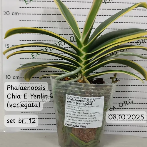 Super Set od 12 retkih falenopsisa - Слика 8