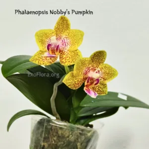 Phal. Nobby's Pumpkin 2.5" aroma