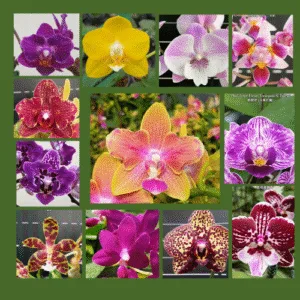 Super Set od 12 retkih falenopsisa