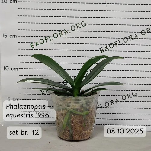 Super Set od 12 retkih falenopsisa - Слика 13