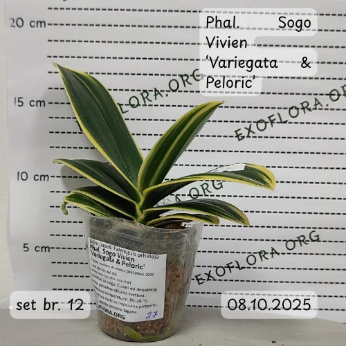 Super Set od 12 retkih falenopsisa - Слика 14