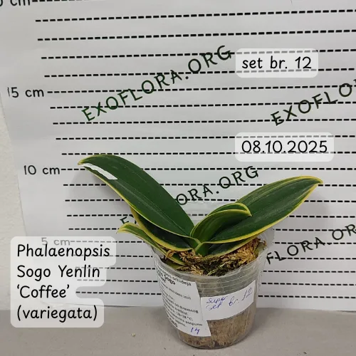 Super Set od 12 retkih falenopsisa - Слика 15