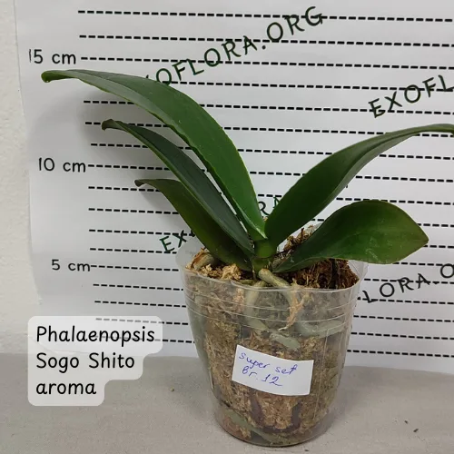 Super Set od 12 retkih falenopsisa - Слика 6