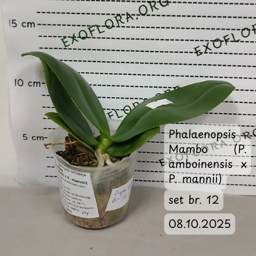 Super Set od 12 retkih falenopsisa - Слика 5
