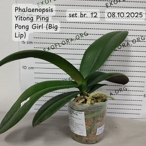 Super Set od 12 retkih falenopsisa - Слика 4