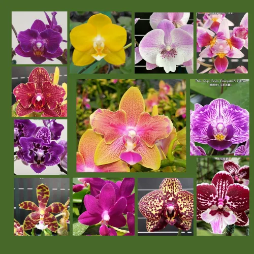 Super Set od 12 retkih falenopsisa