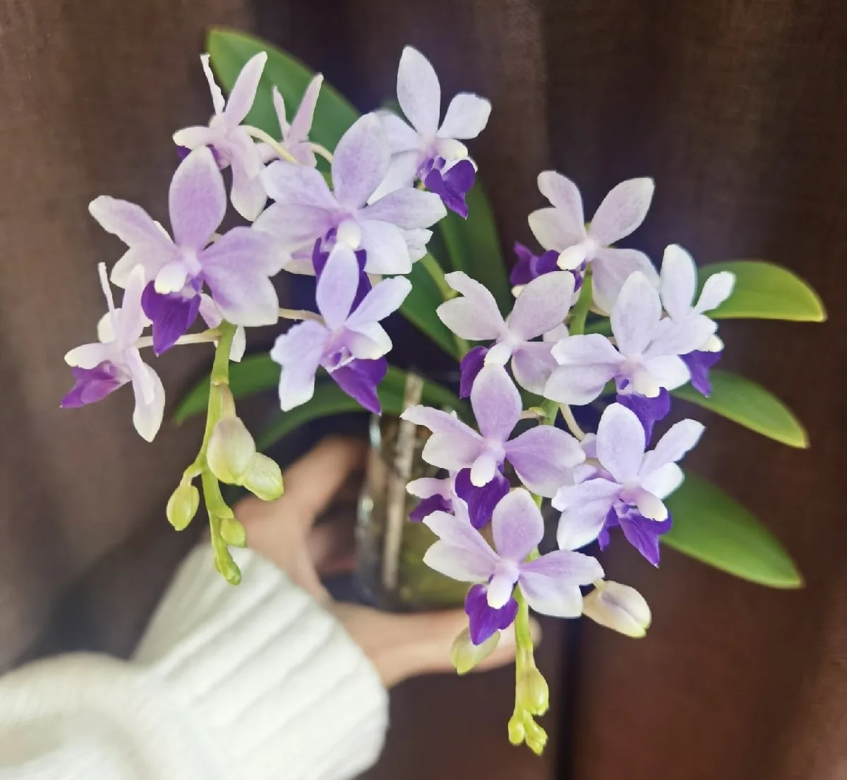 Phal. Tzu Chiang Sapphire <br>2.5" - Слика 4