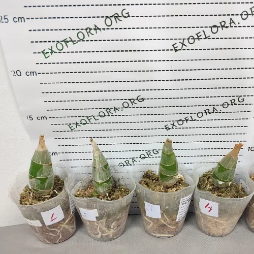 Fredclarkeara After Dark 'SVO Black Pearl' 2.5" - Слика 6