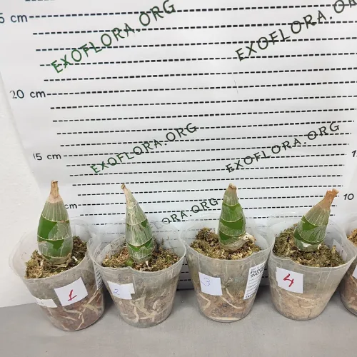 Fredclarkeara After Dark 'SVO Black Pearl' 2.5" - Слика 5