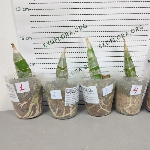 Fredclarkeara After Dark 'SVO Black Pearl' 2.5" - Слика 8