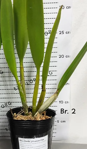 Mcv.(Smbc.) Frances Fox 3.5" - Слика 8