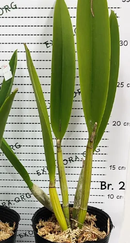 Mcv.(Smbc.) Frances Fox 3.5" - Слика 9