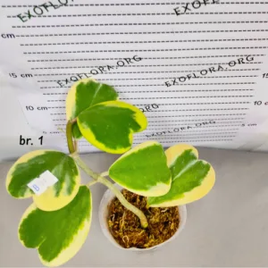 Hoya kerrii variegata 2.5"