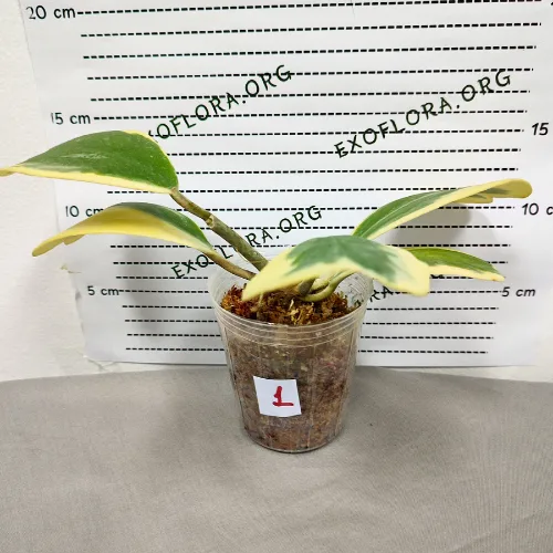 Hoya kerrii variegata 2.5" - Слика 5