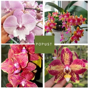 Set orhideja – kolekcija od 4 retke Phalaenopsis