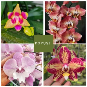 Set orhideja – kolekcija od 4 retke Phalaenopsis