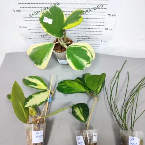 Set od 4 jedinstvene hoje