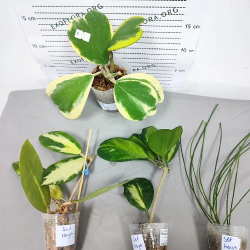 Set od 4 jedinstvene hoje