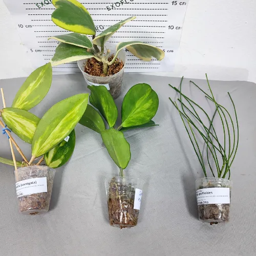 Set od 4 jedinstvene hoje - Слика 2