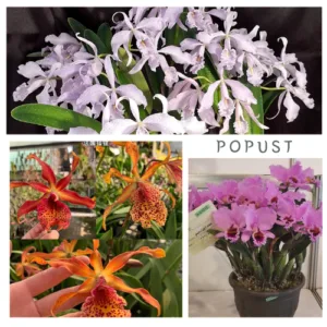 Popust. Set – 3 Cattleya