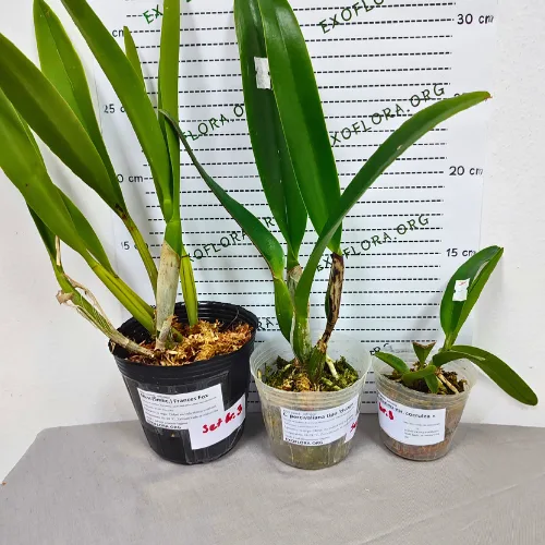 Popust. Set – 3 Cattleya - Слика 4