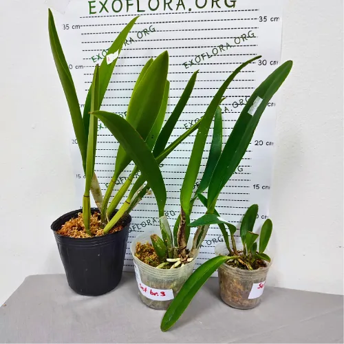 Popust. Set – 3 Cattleya - Слика 3